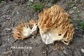 Ramaria flava-amf414-1